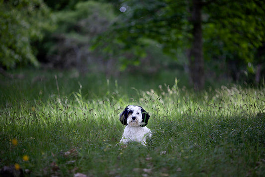 Hur blir man av med illaluktande öron på sin hund?