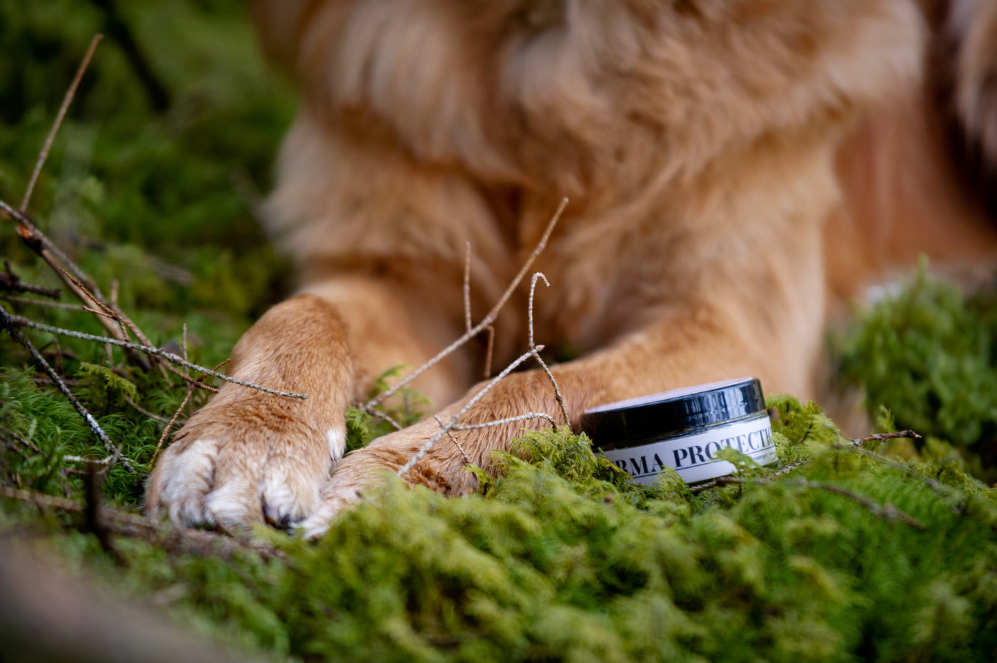 Derma Protection Dog