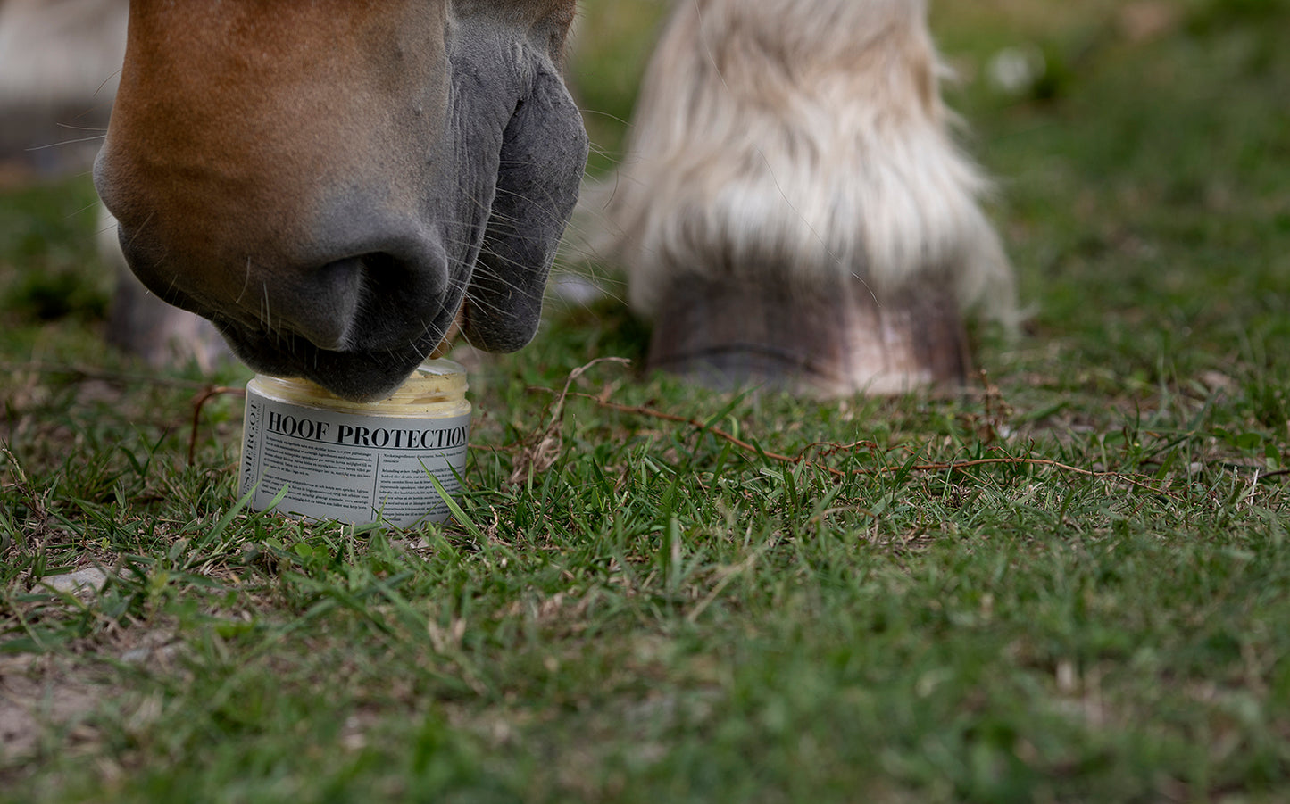 Hoof Protection